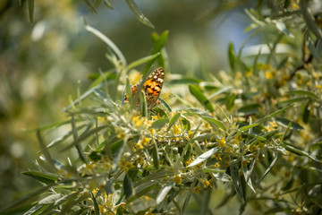 butterfly collects nectar