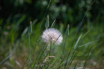 fluffy dandelion
