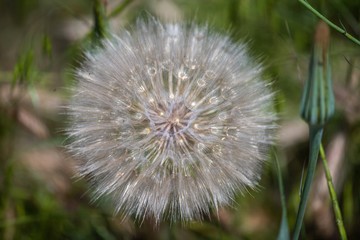 fluffy dandelion