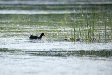 North American common gallinule floating in profile in lake towards common rush stems, Léon-Provancher Marsh, Neuville, Quebec, Canada