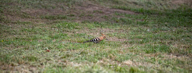 hoopoe bird