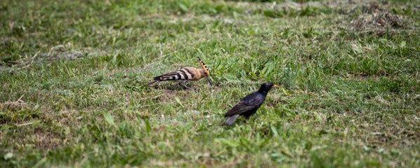 hoopoe bird