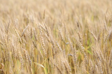 wheat field simple beauty