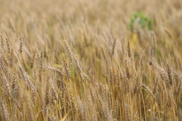 wheat field simple beauty