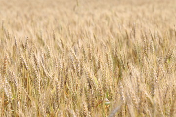 wheat field simple beauty