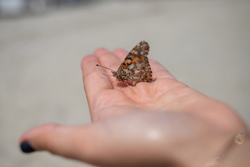 butterfly on hand
