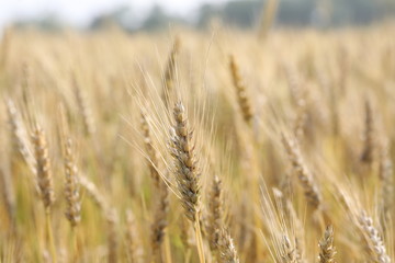 wheat field simple beauty