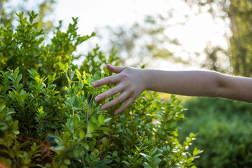 Fototapeta na wymiar hand holding a plant