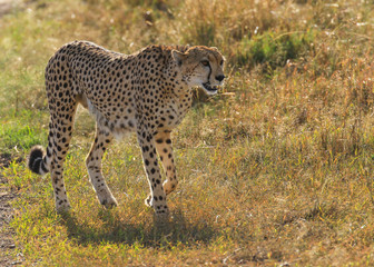 Cheetah Acinonyx jubatus female thin and hungry predator walking savannah grass Masai Mara National Reserve Kenya East Africa
