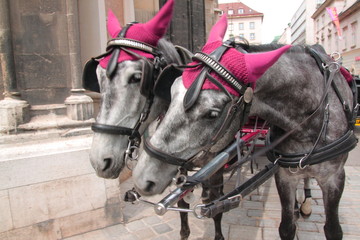 Austrian horses