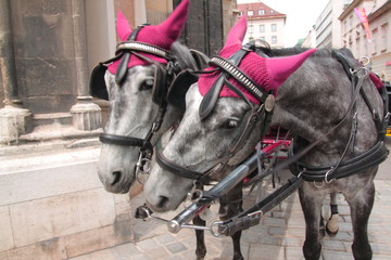 Fototapeta na wymiar Austrian horses