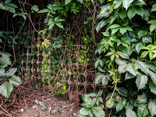 green plants in the garden