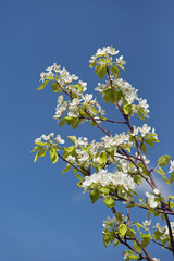 flowering branch of pear