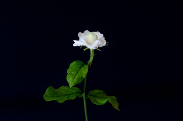  The single beautiful fresh white Thailand Jasmin flower with its leaves from garden which use for aroma and tea isolated on black background.