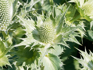 Eryngium giganteum - Miss Willmott's ghost with spiny bracts 