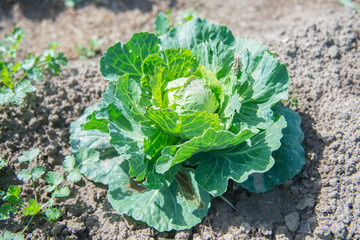 Cabbage plantation in the garden, on a sunny day. Ripe organic cabbage on a garden bed