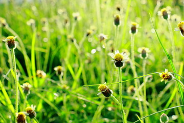 Little Flowers meadow morning sunlight