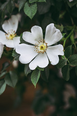 Arbuste aux fleurs blanches