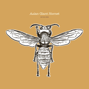 Giant Asian Hornet, Hand Draw Sketch Vector.