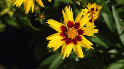 The flower, Coreopsis Grandiflora 