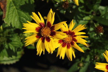 The flower, Coreopsis Grandiflora 