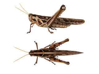 Brown grasshopper taken from the side and top on the White Blackground