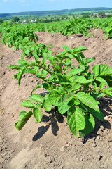 Natural landscape. Organic farming of potato, healthy vegetable. Farming, agriculture in Belarus, country of potato