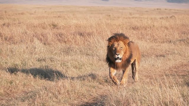 a 240p slow motion shot of a male lion approaching on a road of masai mara game reserve in kenya, africa