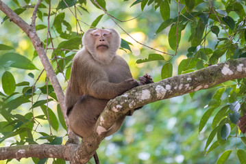 Pig-tailed Macaque sitting on a tree branch in the forest.