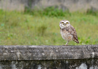 owl on branch