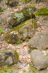 Moss on stone in autumn
