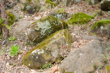 Moss on stone in autumn