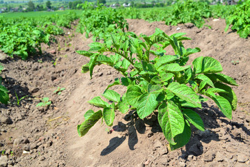 Agriculture of potato field. Smart agriculture. Agricultural landscape. Natural potato. Summer nature in Belarus. Great for agriculture publication.