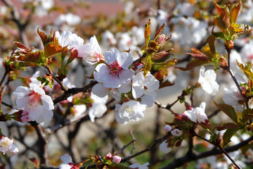 White cherry blossoms of Tishima variety sakura on a background of green grass in spring.