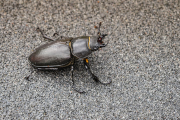  Hirschkäfer, Lucanus cervus