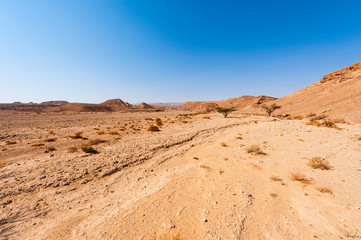 Whimsical Patterns of the Desert