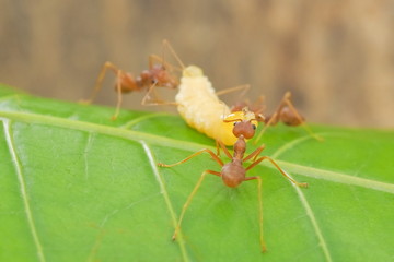 a group of Weaver Ant or Green Tree Ant hunting a Mud dauber larvaer to the nest.