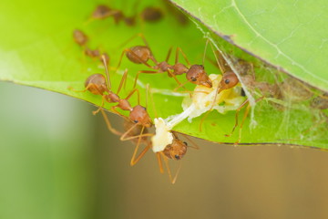 a group of Weaver Ant or Green Tree Ant hunting a Mud dauber larvaer to the nest.