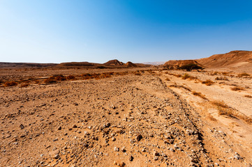 Whimsical Patterns of the Desert