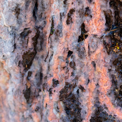 Sap on birch bark in spring