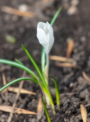 White snowdrops flowers grow in the ground in nature