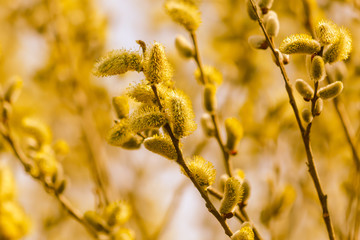 Yellow flowers on the branches of willow