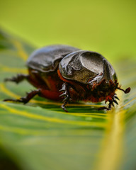 Beauty Macro Image Shot wildflower and insects photos