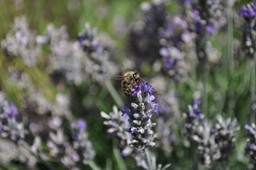 Honey bee collecting pollen from lavender flowers, selective focus