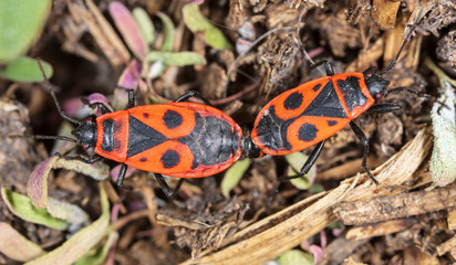 Love red beetles in the ground