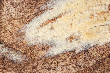 Mold in mushrooms on a wooden background