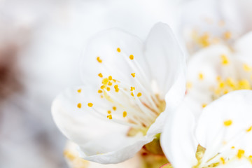 White flower on apricot