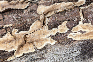 Mold in mushrooms on a wooden background