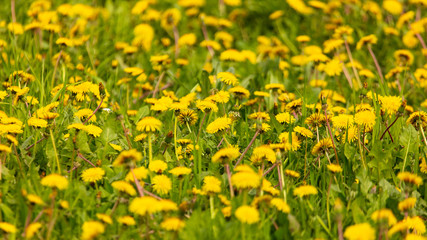Obraz premium Yellow dandelion flowers on green grass as background