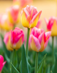 Decorative roses grow in the soil in nature